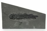 Devonian Lobe-Finned Fish (Osteolepis) Fossil - Scotland #353847-1